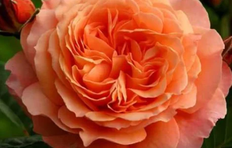 Саженцы английских пионовидных роз Ред Оранж