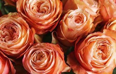 Саженцы английских пионообразных роз Кахала