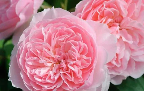 Саженцы английских пионообразных роз Визли