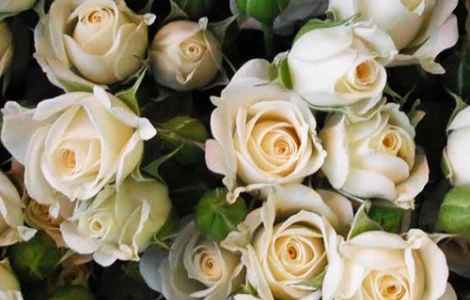 Саджанці бордюрних троянд Вайт Леді