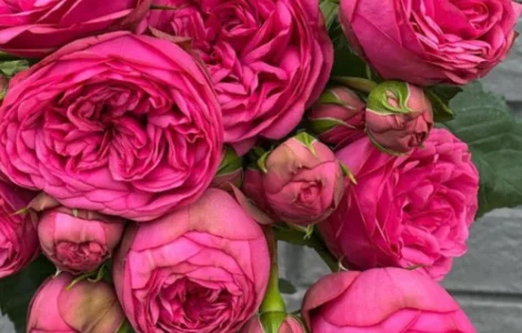 Саженцы английских пионовидных роз Пинк Пиано