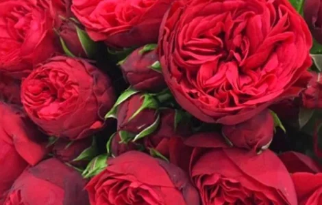 Саджанці англійських піоноподібних троянд Ред Піано