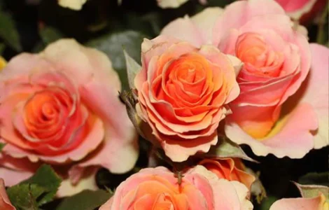 Саженцы бордюрных роз Исиз