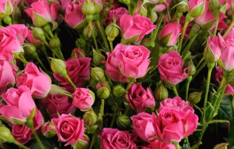 Саженцы бордюрных роз сорта Лавли Лидия