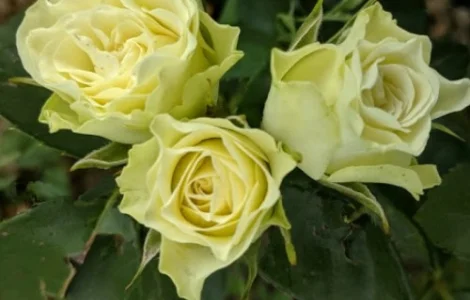 Саженцы бордюрных роз Лувиана в продаже