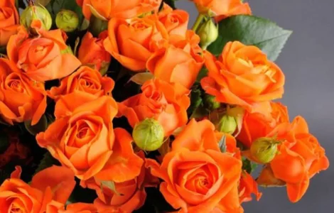 Саджанці бордюрних троянд Оранж Бебі