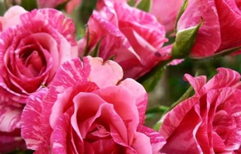 Саженцы бордюрных роз Пинк Флеш в продаже