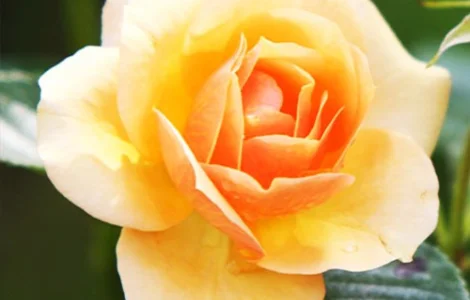 Саджанці бордюрних троянд Сюрприз