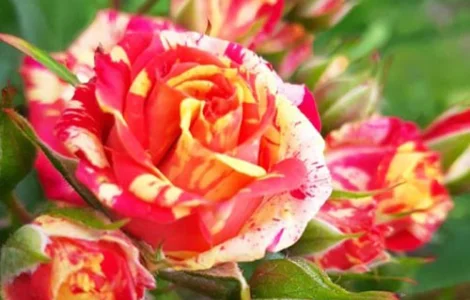 Саженцы бордюрных роз Файер Флеш