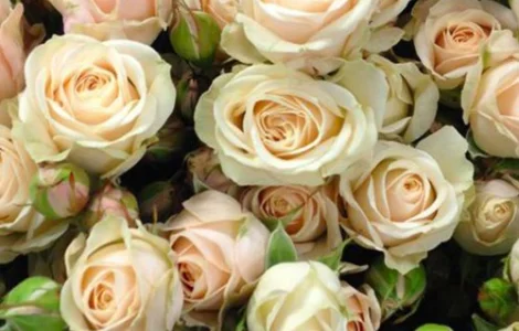 Саженцы бордюрных роз сорта Яна