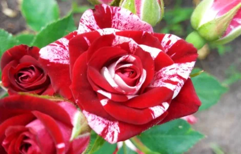 Саженцы бордюрных роз Флеш Найт