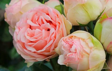 Саджанці бордюрних троянд Чармин Піано у продажу