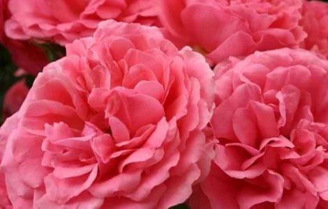 Саджанці грунтопокривних троянд Розаріум Ютерзен