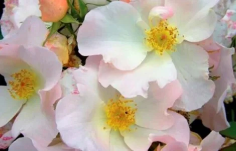 Саженцы парковых роз Салли Холмс