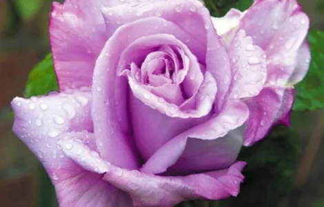 Саженцы плетистых роз Блю Леди