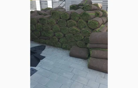 Рулонный газон Премиум 50% Мятлик луговой