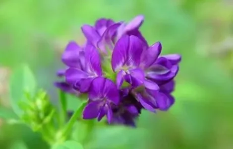 Куплю семена люцерны