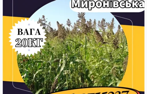 Семена Суданки Мироновская (20 кг). Суданка