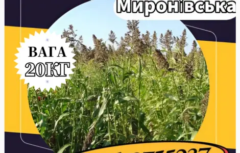 Насіння Суданки Миронівська (20 кг). Суданка