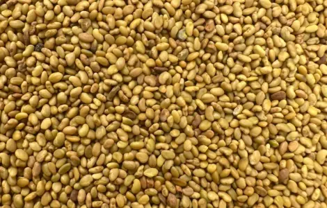 Продам оптом насіння люцерни