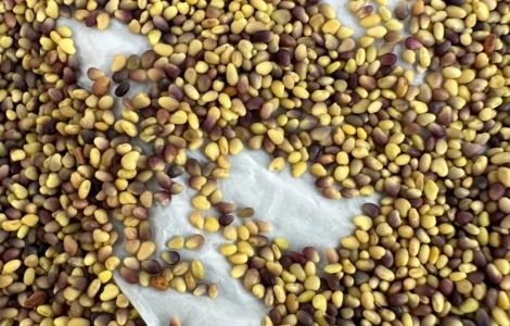 Продам оптом насіння конюшини