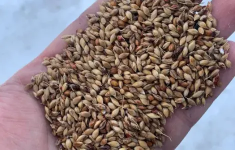 Продам семена суданки