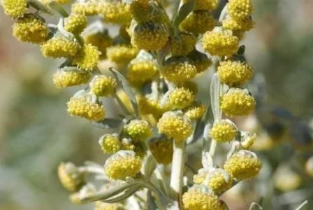 Полынь горький - экспортное качество