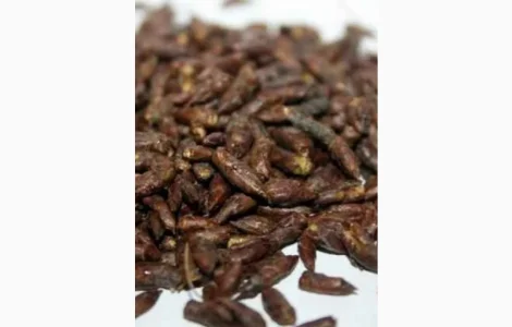 КУПЛЮ березовую почку