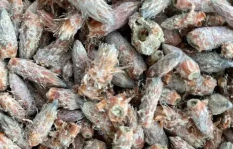 Куплю почку сосны