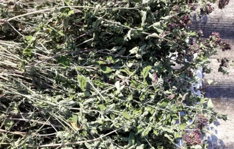 Материнка – лікарська трава для покращення апетиту