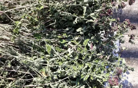 Материнка oregano