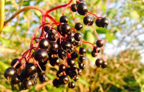 Купим сушеную бузину, рябину, терен, шиповник, боярышник с самовывозом