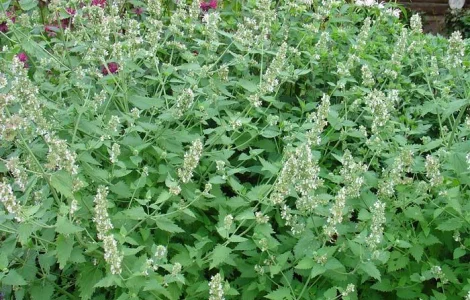 Куплю котовник траву