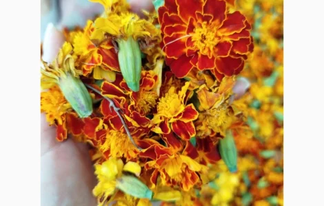 Продаются цветы чернобривцев