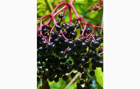 Купим сушеную ягоду бузины оптом