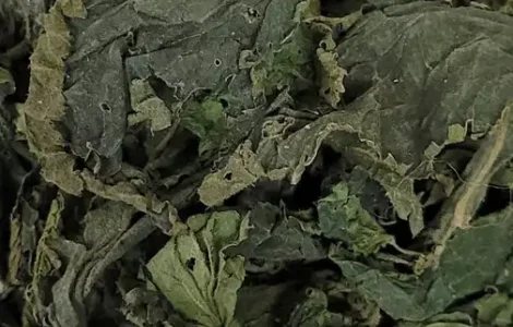 Куплю крапиву