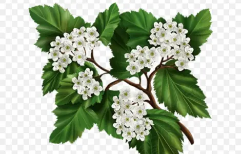Куплю цвет боярышника