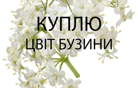 Куплю свежесорванный цвет бузины оптом