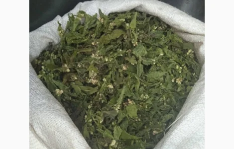 Куплю яснотку
