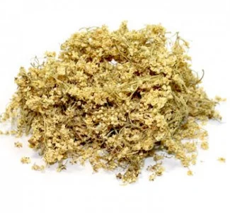 Куплю сушеный цвет бузины оптом