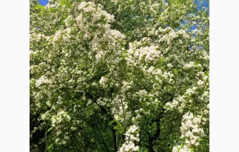 Куплю глід