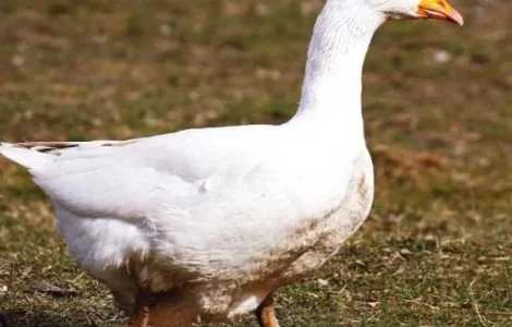 Продаж домашніх гусей живою вагою