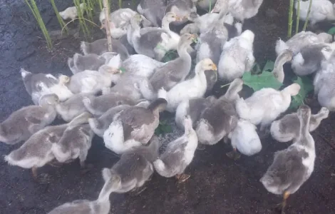 Продажа домашних подрощенных гусей живым весом