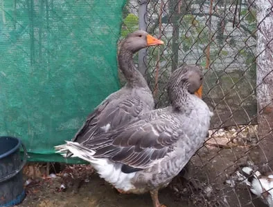 Продажа домашних гусей 6 месяцев живым весом