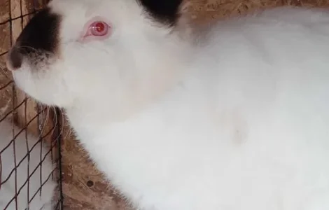 Кролики Калифорния продажа на племя и мясо