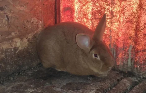 Кролики разных пород продажа живым весом