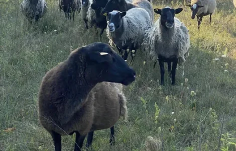 Баранина домашняя продажа тушами и полутушами