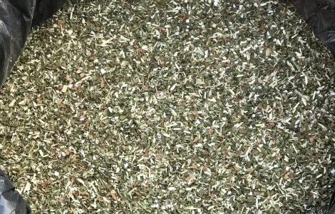 Продам махорку самосад