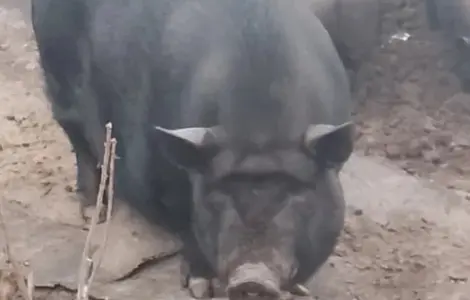 Продажа вьетнамских свиней