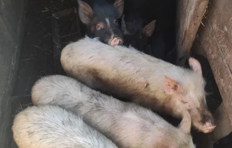 Продажа вьетнамских свиней живым весом по 100 грн